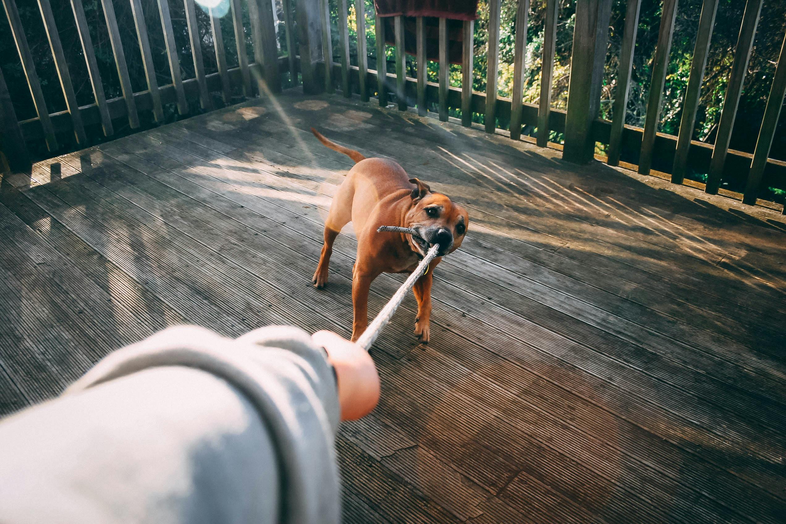 A cute brown dog playfully tugs on a rope outdoors with its owner on a sunny day.